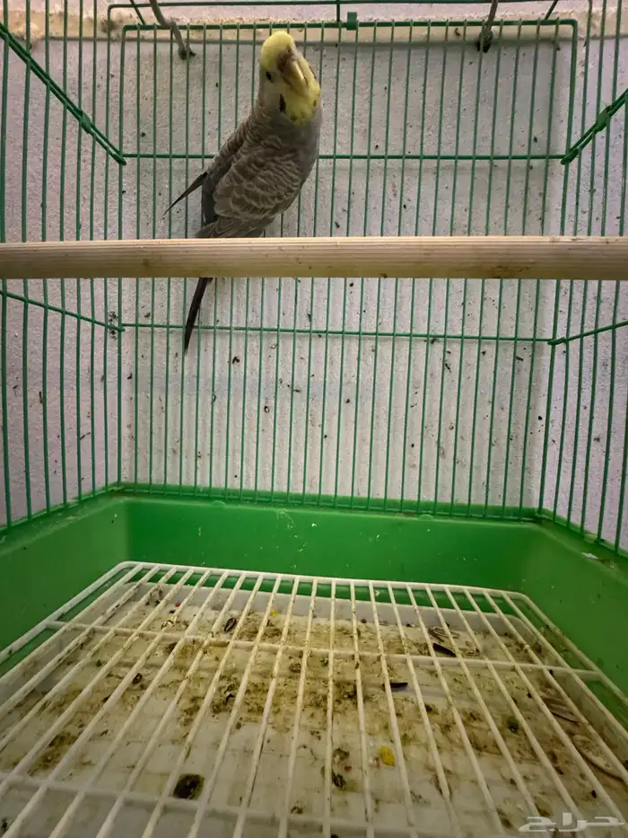 انثى بادجي هولندي 0