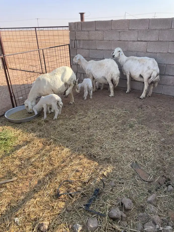 غنم ولد 3 معهن 4 1