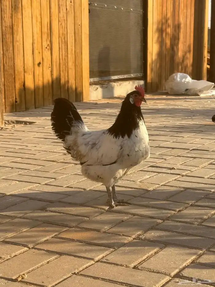 للبيع طقم دجاج لاكنفلدر لكنفلدر سلالة المانية(راجع اعلاناتي) 4