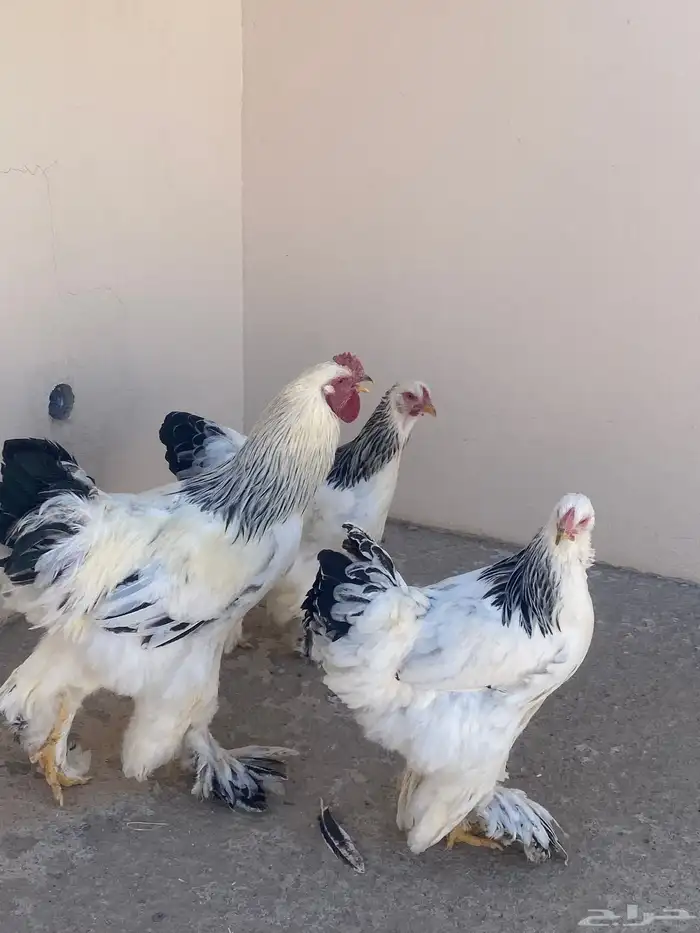 دجاج براهما دم صافي كولمبي 1