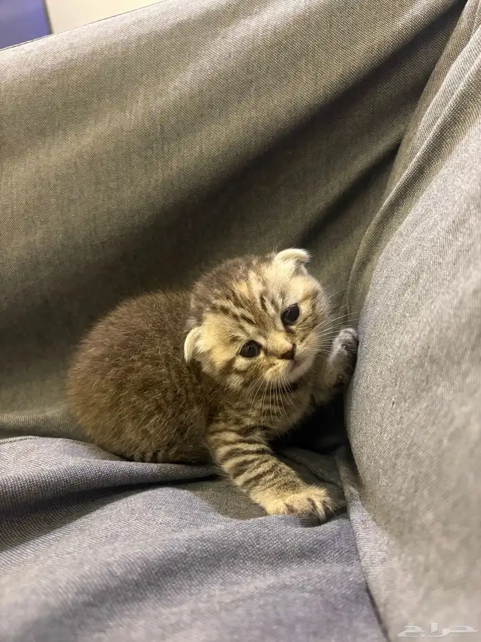 قطوه سكوتش للبيع 4