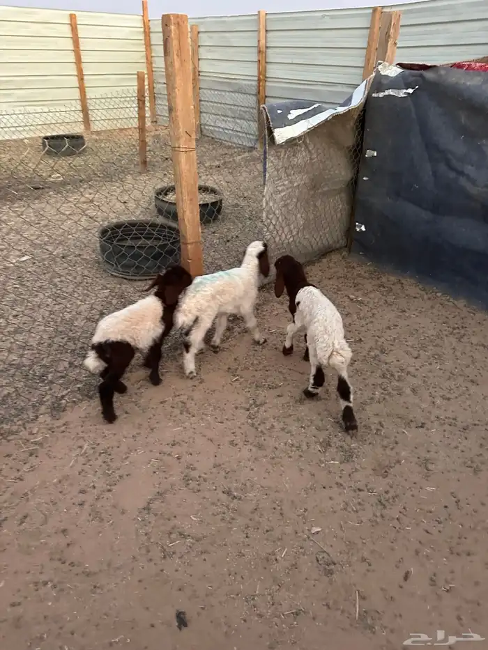 دواغير نعيم العدد 3 (2 خروف 1 رخل ) 4