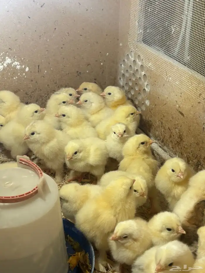 صيصان دجاج براهما كولمبي 1