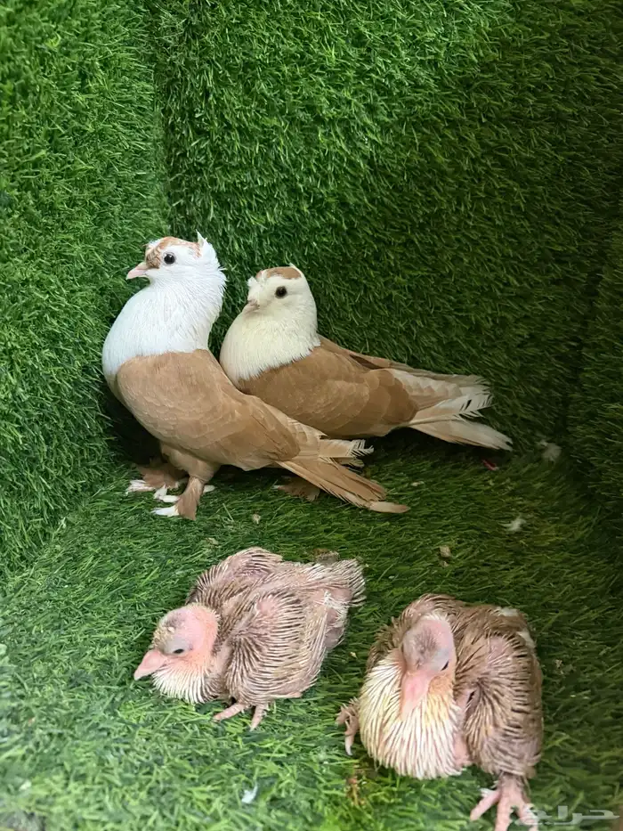 حمام لبناني 2