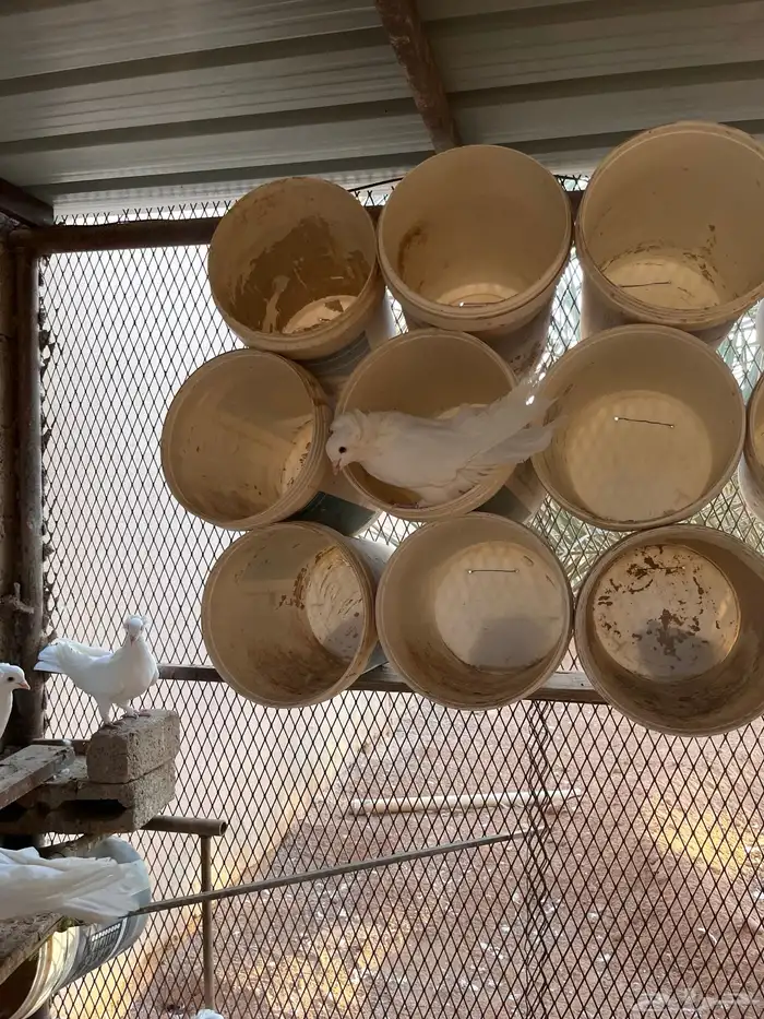 حمام مانتوبان 5