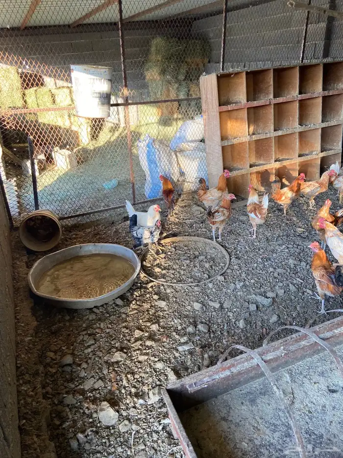 السلام عليكم نعرض لكم دياكه ذكور فيها تركي عربي بلدي للبيع 8