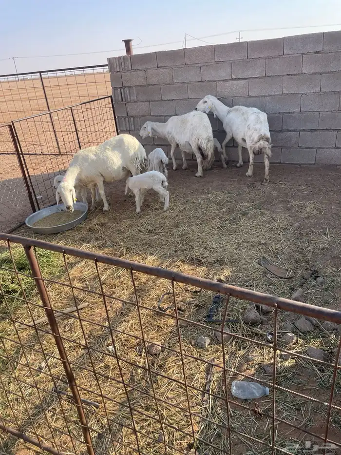 غنم ولد 3 معهن 4 2