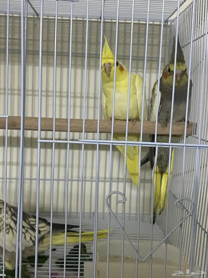 فروخ كروان 1