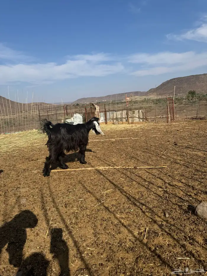 معزاء عوارض صنف 0