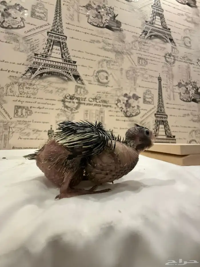 فروخ كوكتيل (كروان) للبيع 2