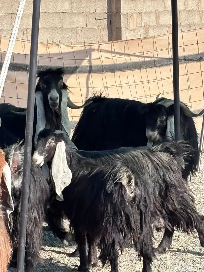 عوارض دفيع بالدوادمي 4