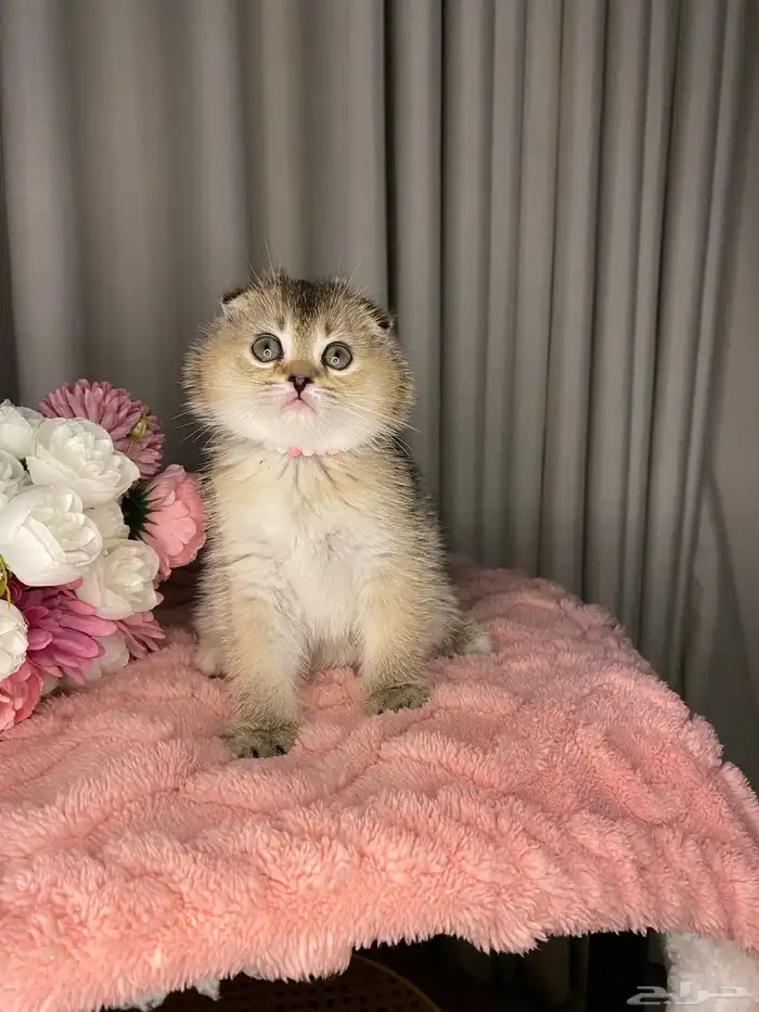 سكوتش تربل فولد واستريت بيور للبيع 7