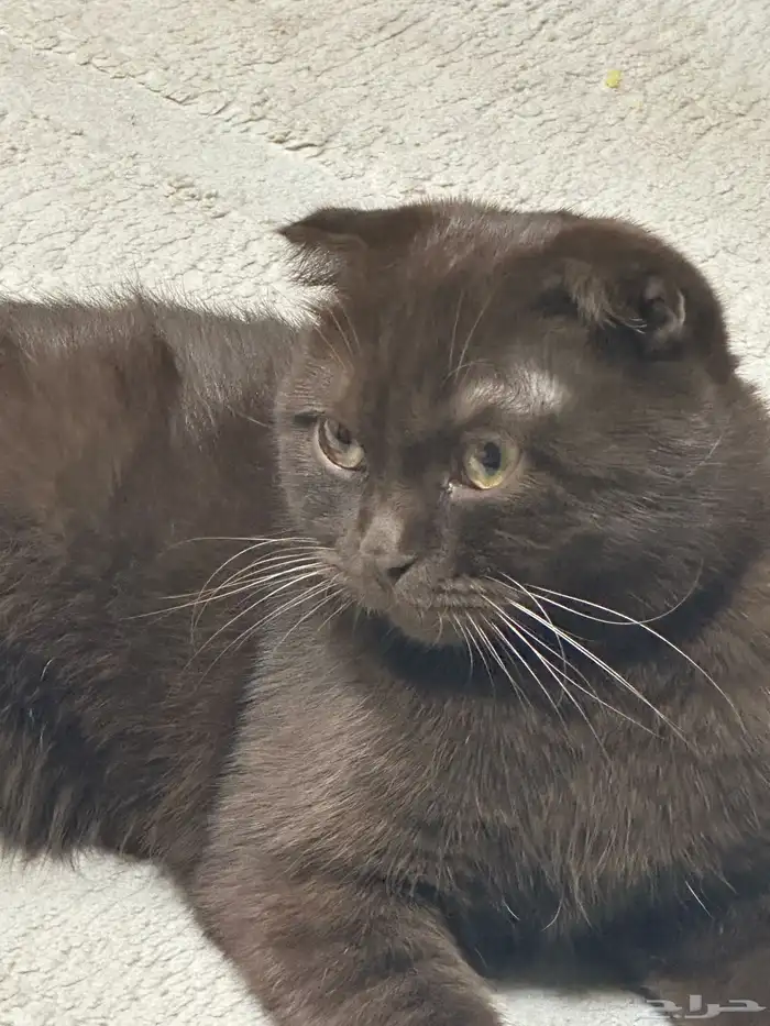 قط سكوتش للتبني 0