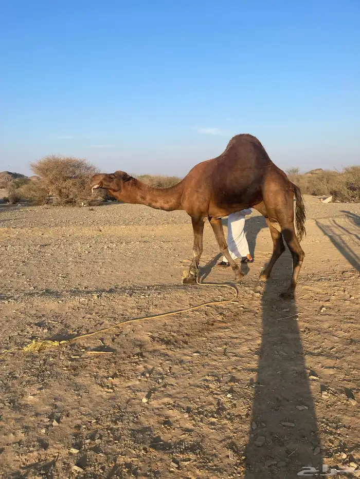 جمل احمر ادهم مشروط 3