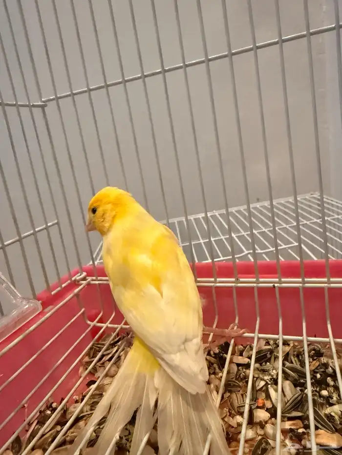 للبيع كناري شرط تغريد 4