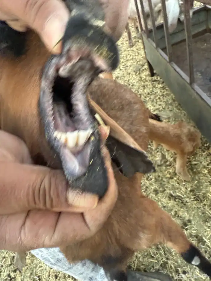 7 معزا للبيع 7