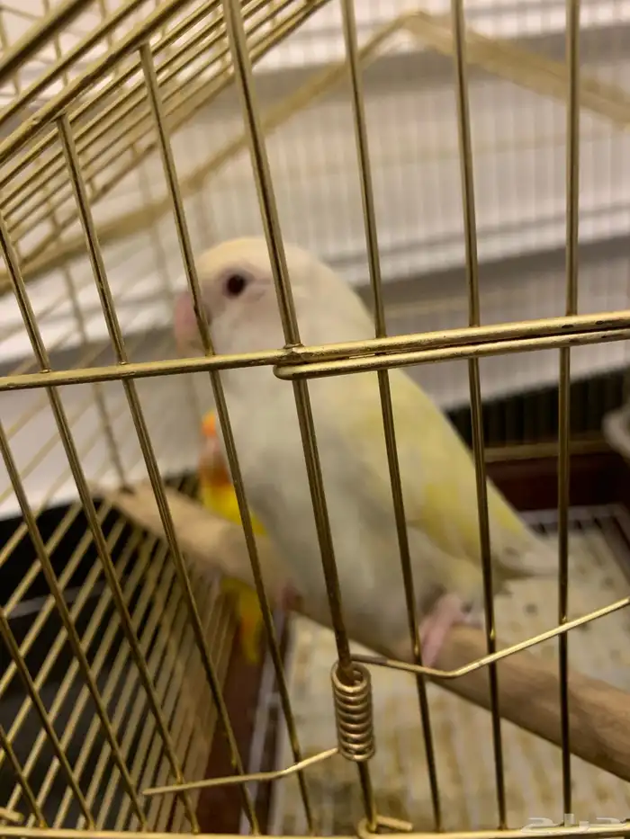 زوج روز منتج 4