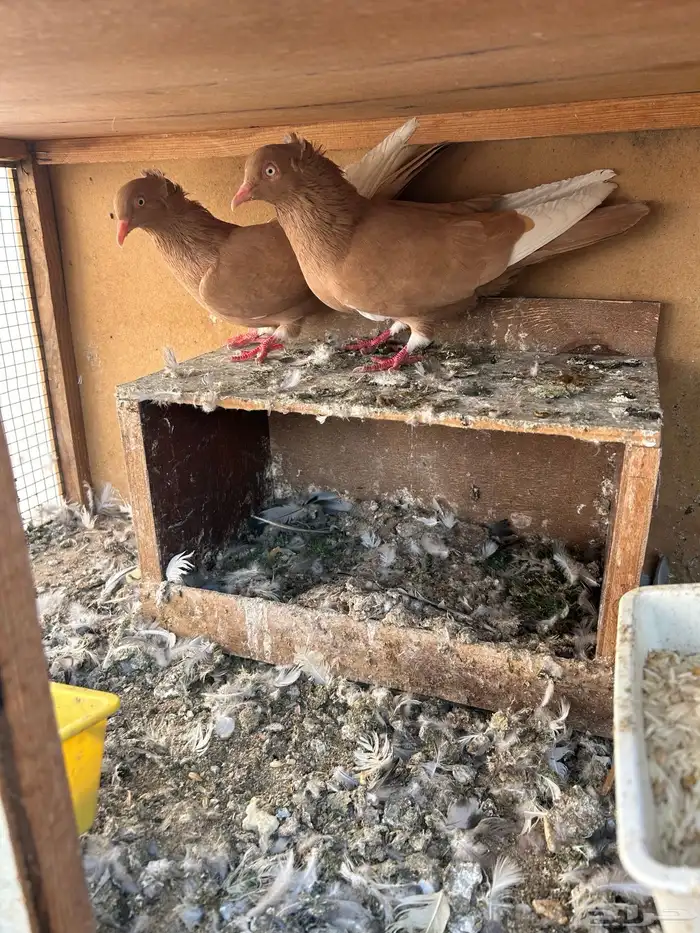 حمام هاي فلر 2