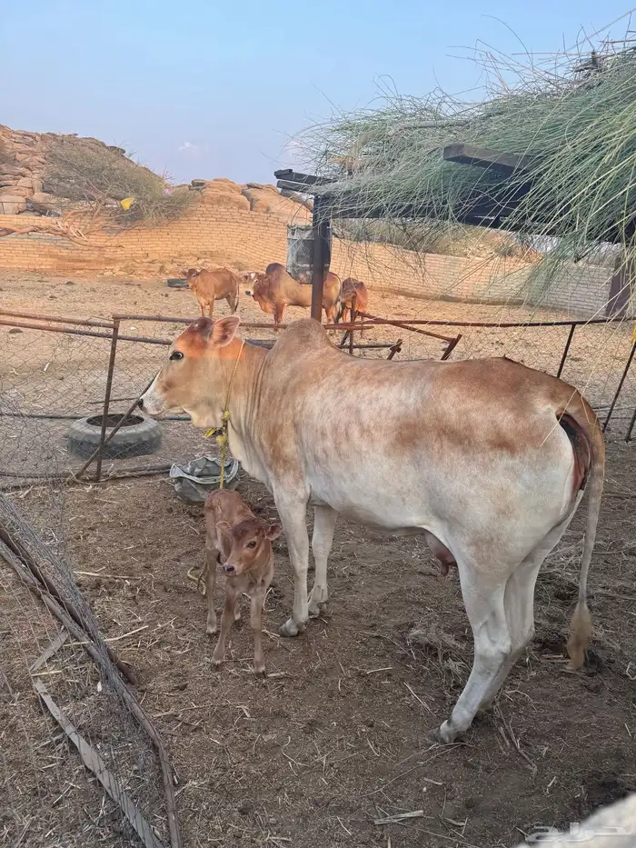 بقرة بلدي ام ثاني 2