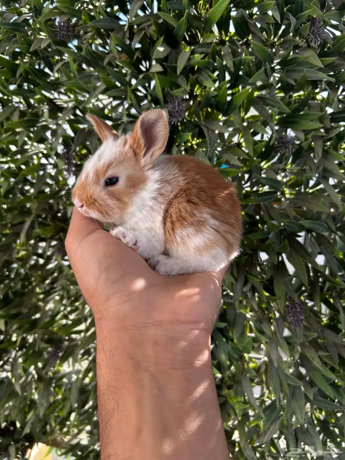 ارانب قزم كيوت و لطيفة و احجم صغيره 7