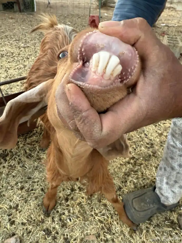 7 معزا للبيع 10