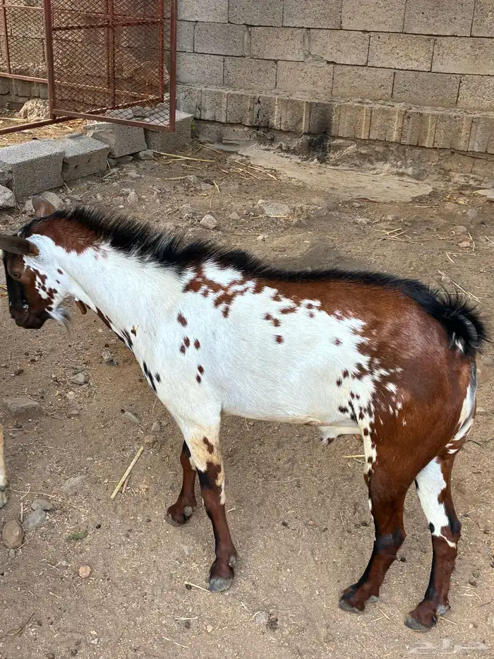 عناق و تيس للبيع 2