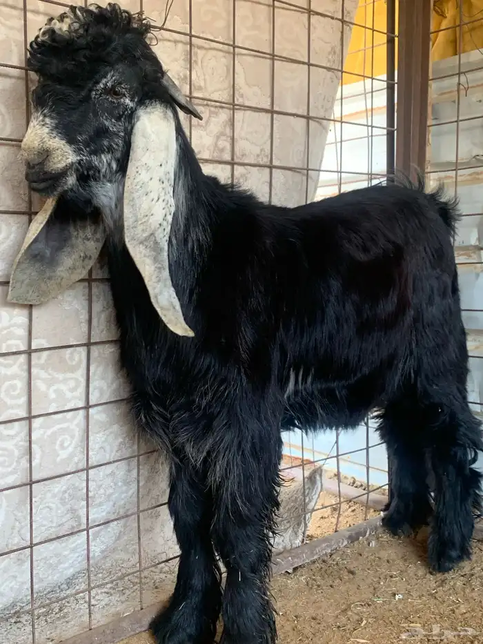 تيس عارضي خصم معرف تريف قوى العمر داخل سبع اشهر ملب وجباره 1