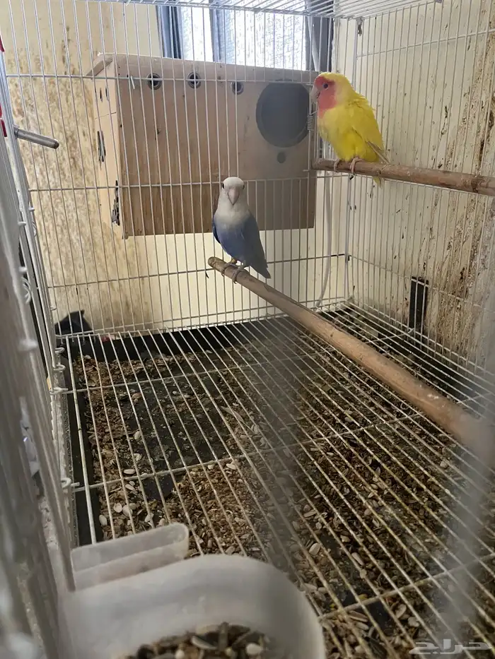 جوز روز صحة ونظافة على الشرط 2