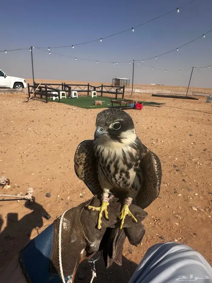 بكه او جليميه 3