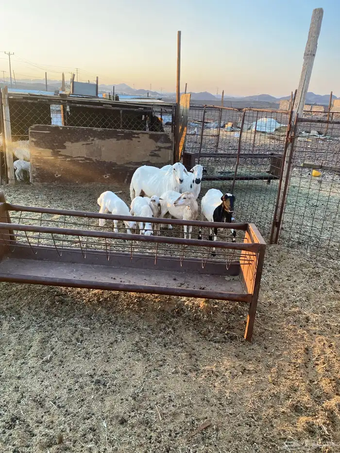 للبيع ضان رفيديات ثلاث ولد وحده دافع 3