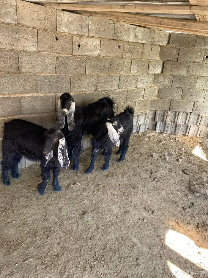 جفرات للبيع 5