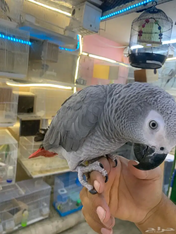للبيع ببغاء كاسكو ثلجي 2