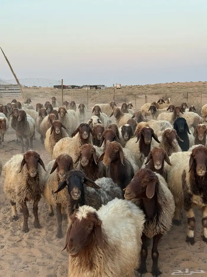 غنم مراح واحد مواليد العدد حدود 150 10