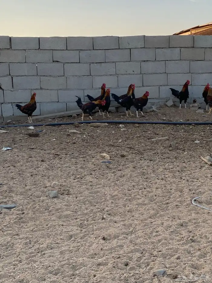 للبيع ديوك بلدي نظيفه سليمه محصنه العمر 5 شهور العدد 28 4