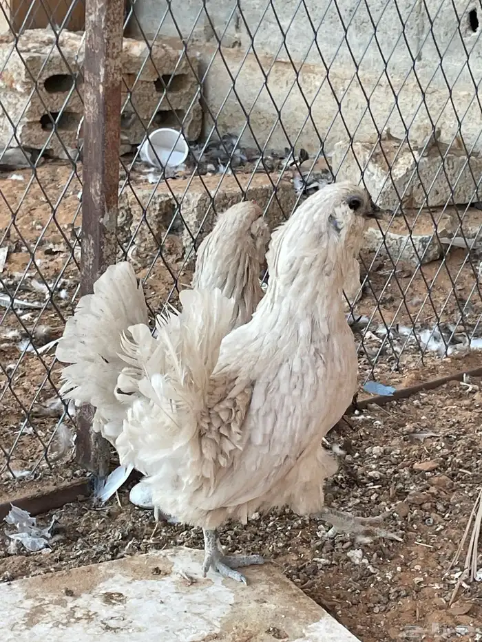 دجاج بوم لون جميل ونادر اعمار شبب 1