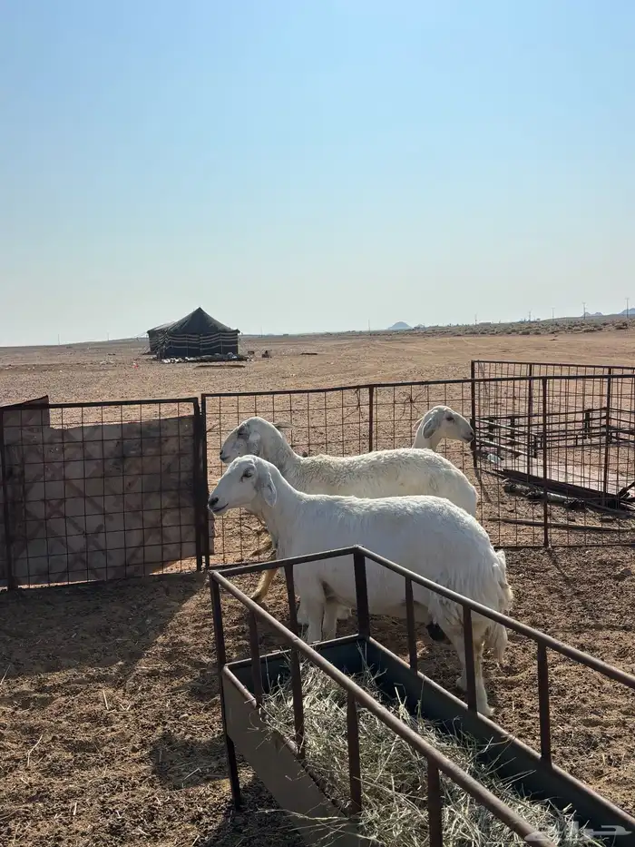 شياه 3 مقرعات 2