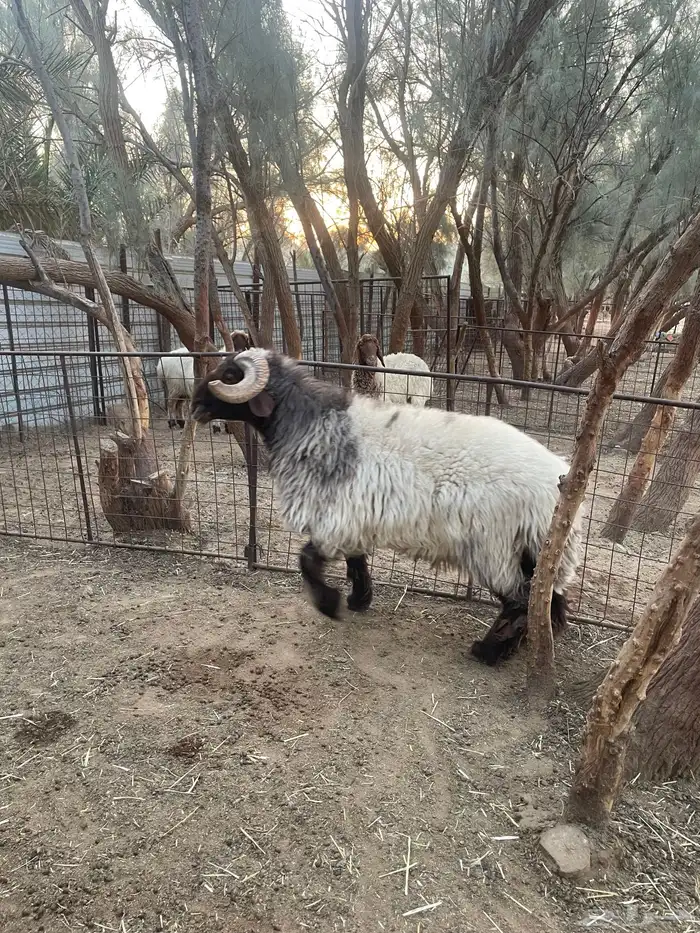 فحل نعيمي صنف فاخرر 4