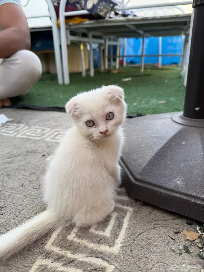 قطط اسكوتش صغيره دبل فلوت 200 ريال فقط 0