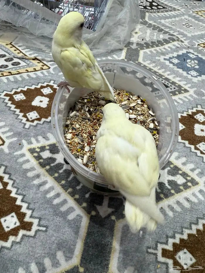 فروخ روز غر 4