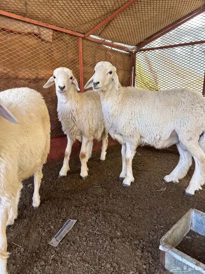 طليان للبيع ذابيح ومرعى 8