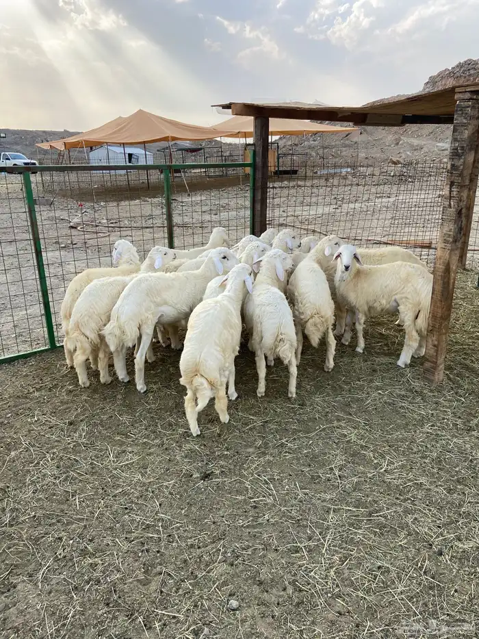 طليان ذبايح للبيع 2