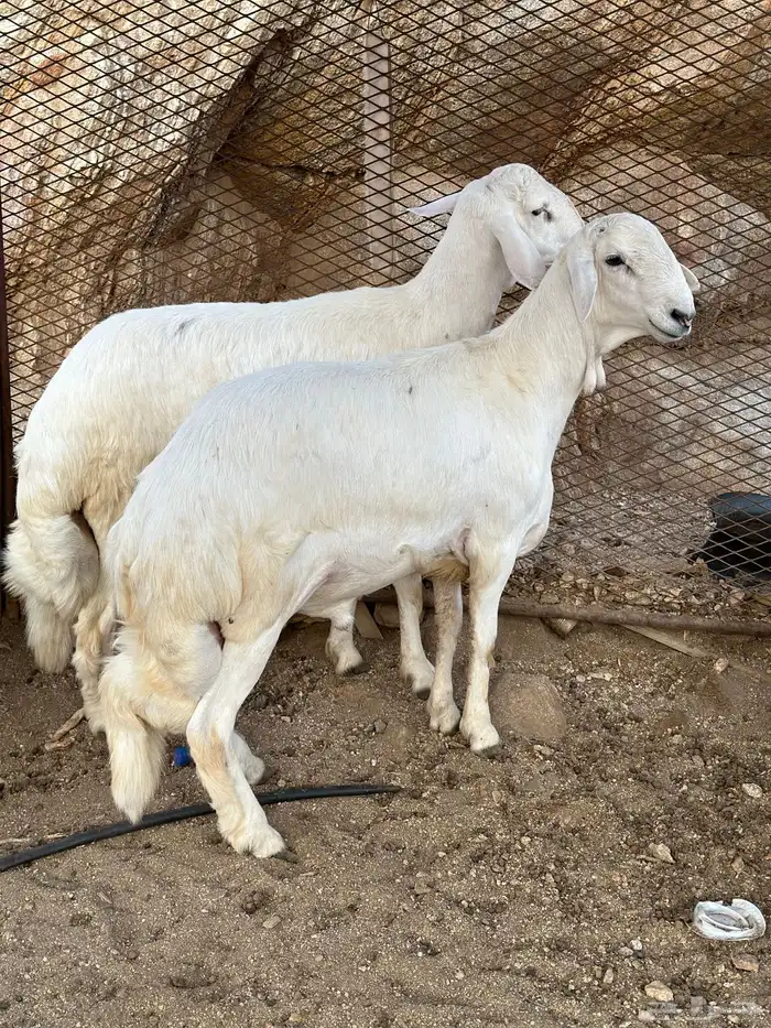 مشروع فحول صنف 2