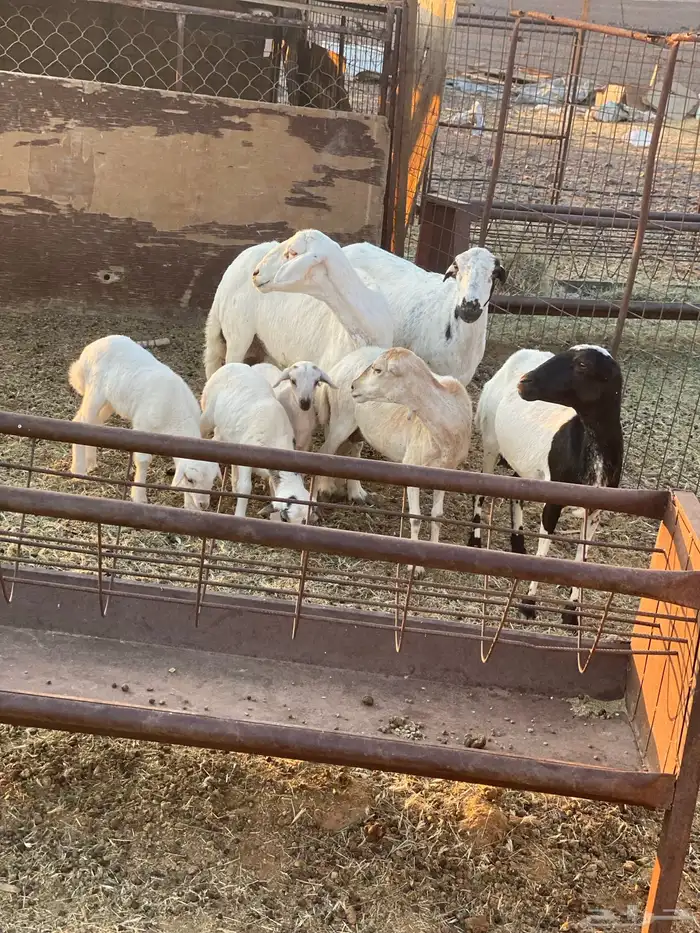 للبيع ضان رفيديات ثلاث ولد وحده دافع 0