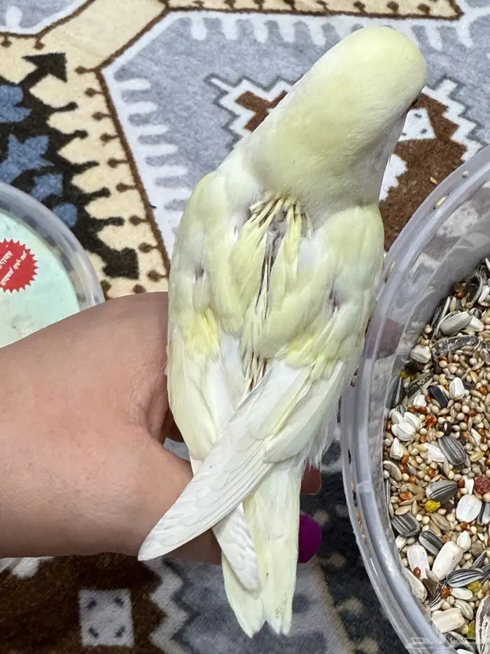 فروخ روز غر 4