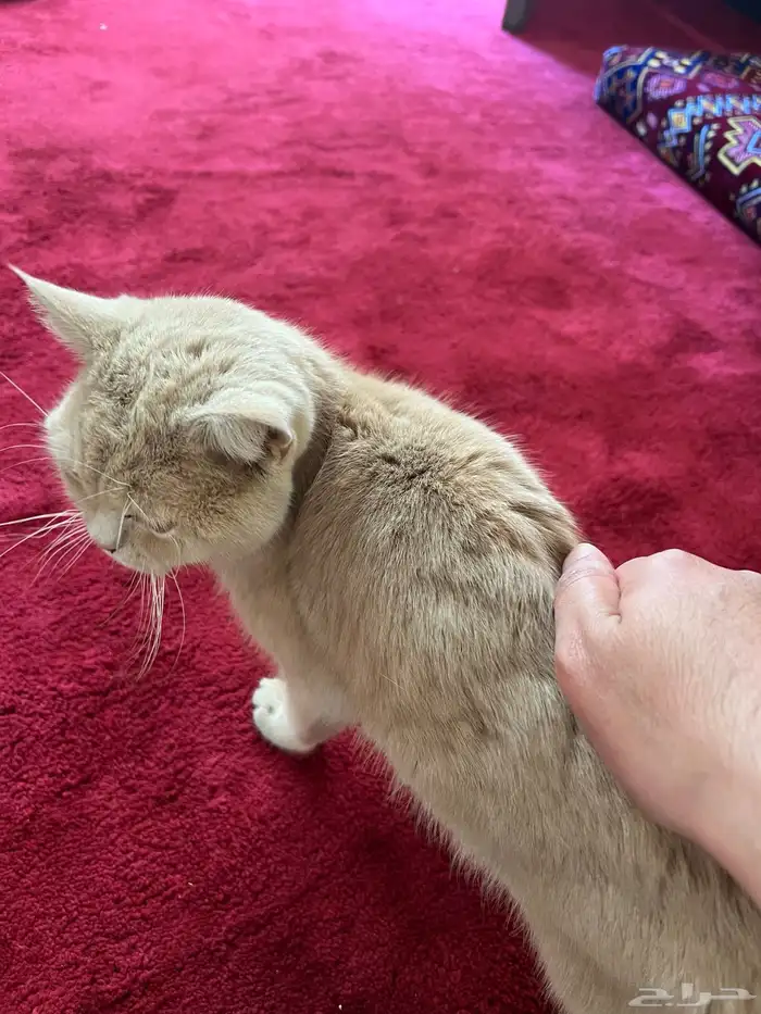 قط سكوتش متروك للأسف .. للتبني 6