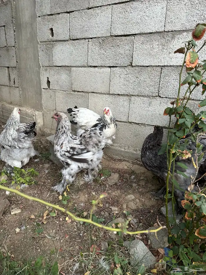 دجاج براهما مستوي توب 6