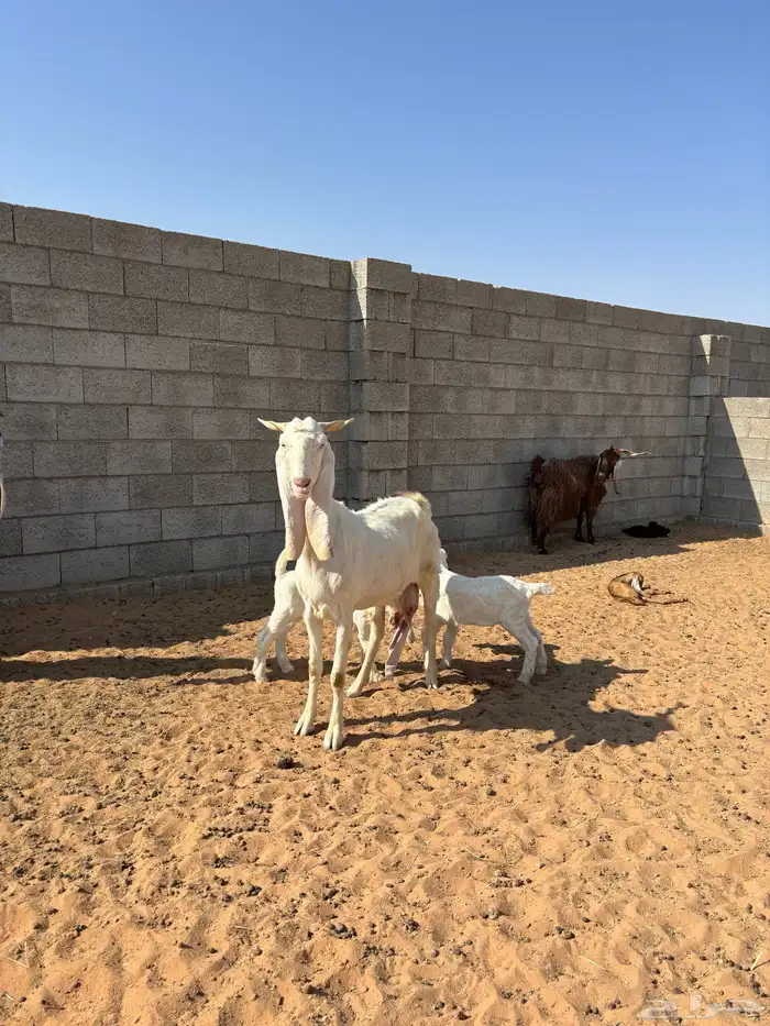 معزى مشروكه ومشكله 5