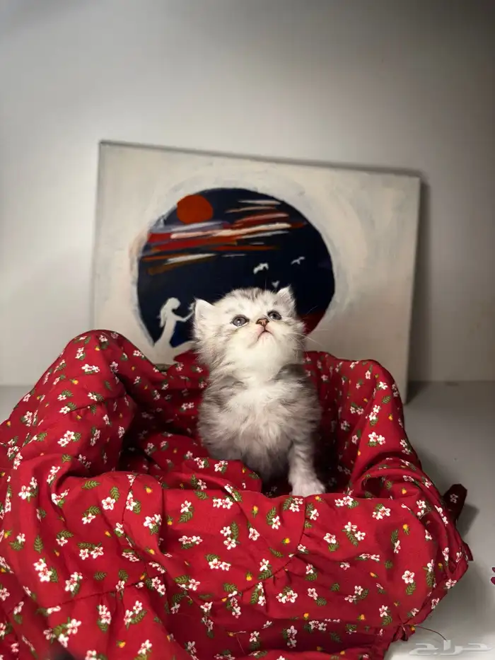 سكوتش فولد 4