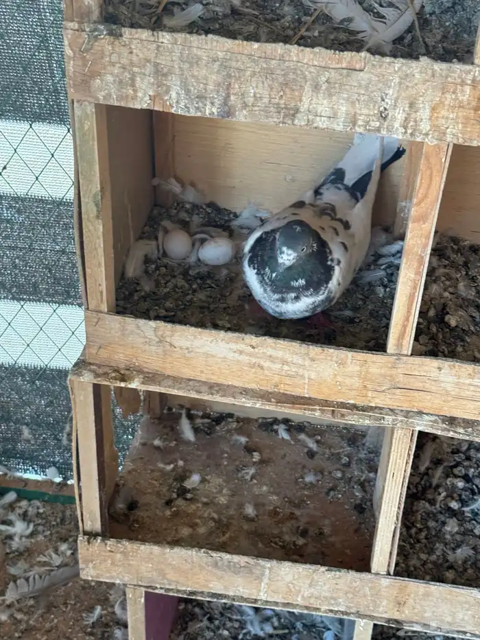 حمام باكستاني موضح طيرانه بالفيديو 6