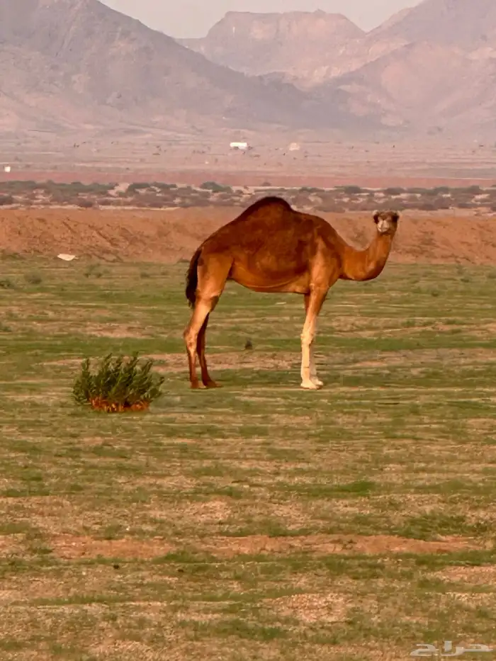 ابل للبيع 12